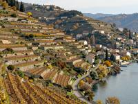 Vineyards Of Montreux