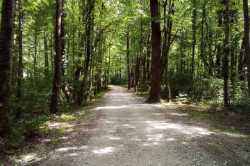 Explore the tranquil forest path in Maggia, Ticino, Switzerland, ideal for nature walks.