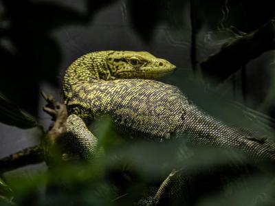 Intimate shot of a Komodo dragon surrounded by foliage at St. Gallen Zoo.