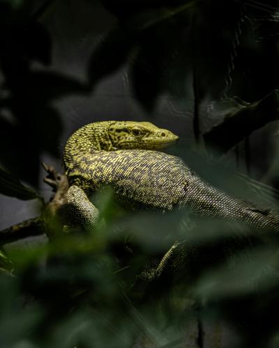 Intimate shot of a Komodo dragon surrounded by foliage at St. Gallen Zoo.