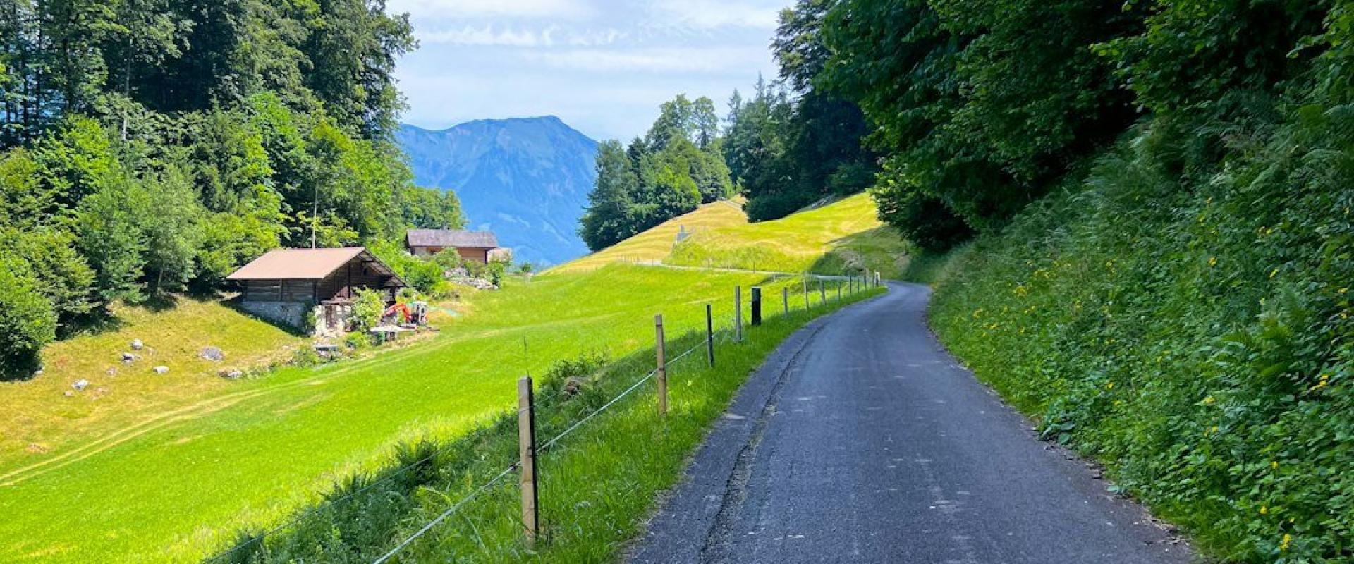 a road in the middle of a lush green field