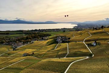 Food & Gastronomy in Rapperswil-Jona